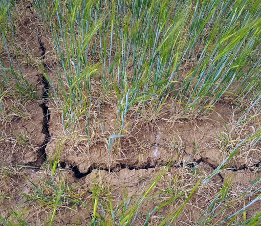 Segundo listado de agricultores beneficiarios de la ayuda ministerial extraordinaria de 2023 por la sequía