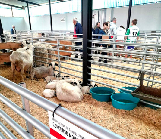 Viñalta y Tablares, únicos primeros premios palentinos en la XXXVI Feria de Ovino de Raza Churra