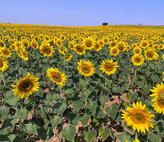 Grupo Iberecológica proyecta en Paredes de Nava una fábrica de aceites de girasol y colza con materia prima de la región