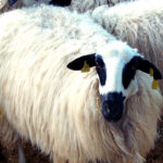 Las ayudas de la Junta a la cría e inscripción de razas puras autóctonas pueden solicitarse hasta el 3 de julio