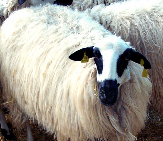 ANCHE celebra el 20 y 21 de mayo la XXXVI Feria Nacional de Ovino Selecto de Raza Churra