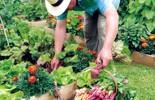 Viñalta celebra unas jornadas formativas sobre huertos de autoconsumo y horticultura gigante