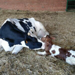 Viñalta imparte un curso sobre inseminación en vacuno