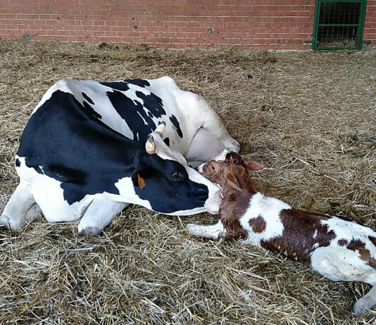 Viñalta imparte un curso sobre inseminación en vacuno