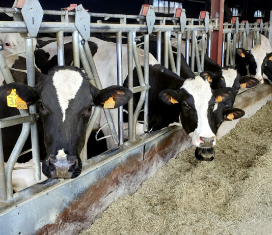 Los ganaderos de vacuno han recibido desde 2019 un precio por la leche casi el 9% inferior al coste de producción