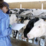 El Ministerio restablece el movimiento de ganado bovino y deja sin efecto su prohibición del 26 de mayo