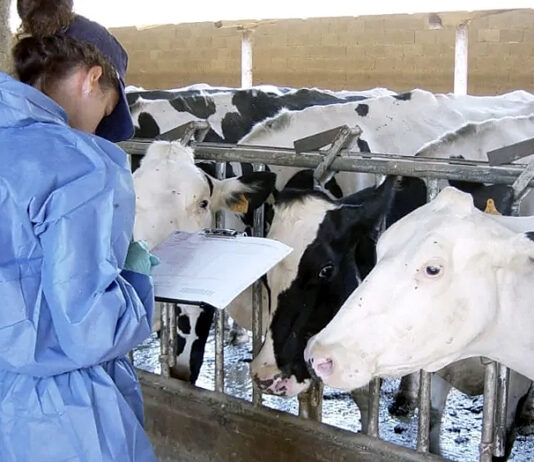 La Junta desoye la petición de ASAJA de prorrogar la bonificación del pago por servicios veterinarios