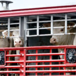 Compás de espera en la cotización del bovino de carne ante la dermatosis nodular contagiosa