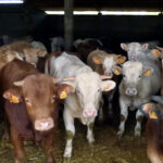 El FEGA publica el importe definitivo de las ayudas asociadas del vacuno de cebo de la PAC 2022