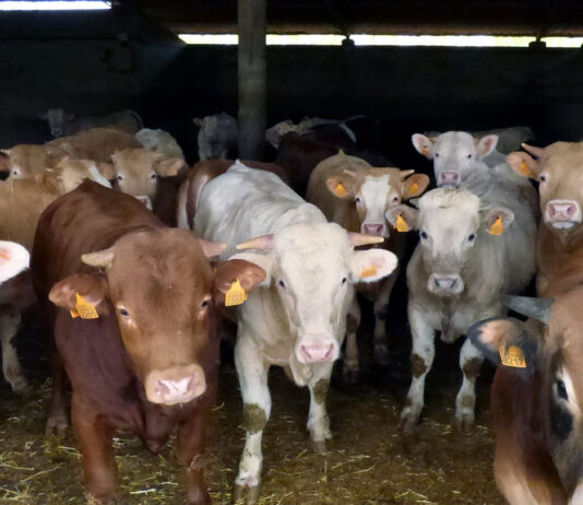 El FEGA publica el importe definitivo de las ayudas asociadas del vacuno de cebo de la PAC 2022