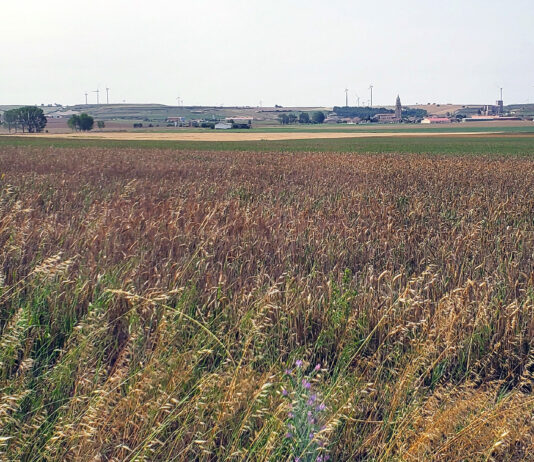 Segundo listado de beneficiarios de las ayudas del Ministerio a cultivos de secano por la sequía