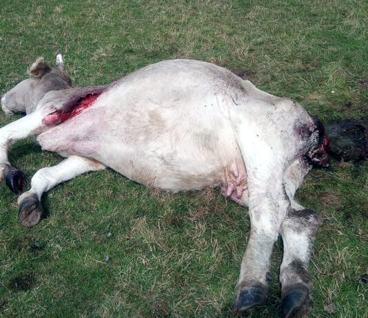 Los ataques y los daños del lobo a la ganadería se han duplicado desde que se prohíbe cazarlo