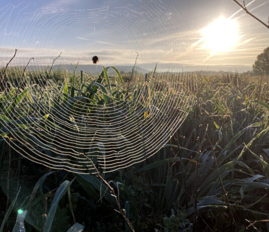 La cosecha de cereal de invierno en España caerá el 65% con respecto a la anterior