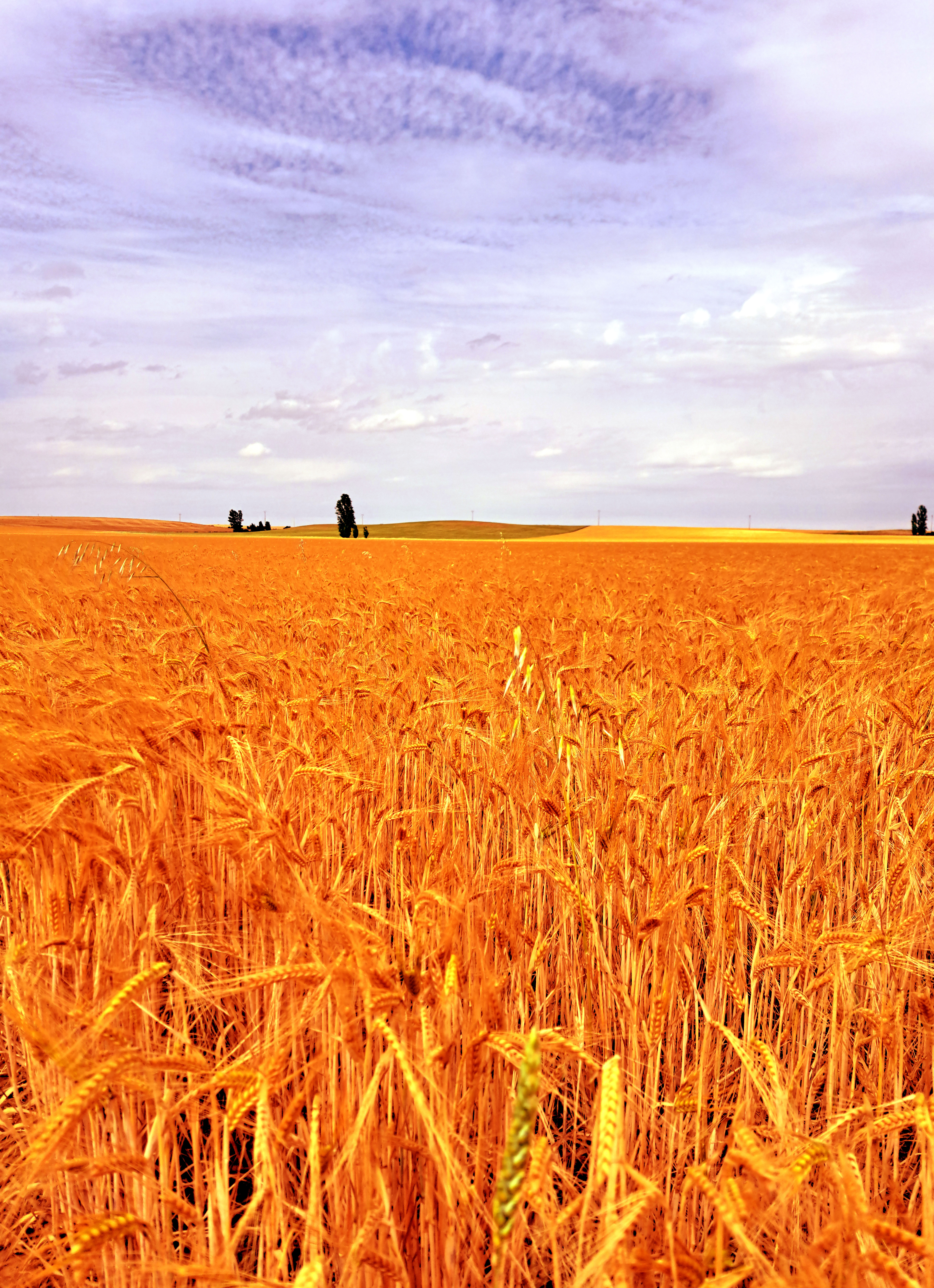 ASAJA reclama que la PAC-2023 se flexibilice más en Castilla y León debido a la sequía