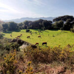 ASAJA rechaza el nuevo sistema de identificación electrónica del bovino previsto para el 30 de junio