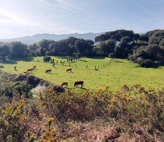 Palencia sigue entre las provincias más caras en la retirada de animales muertos en explotaciones ganaderas