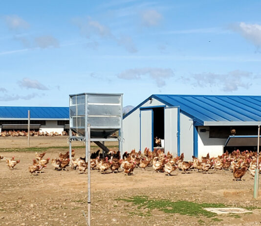 Novedades en la línea aviar de puesta del Plan 2023 de seguros pecuarios, que entró en vigor este 1 de junio