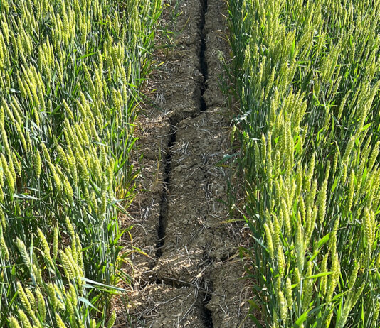 Se abre el plazo para suscribir el seguro de cultivos herbáceos (módulos 1 y 2)