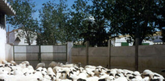 Convocadas las ayudas al fomento de la cría e inscripción de razas puras de Castilla y León