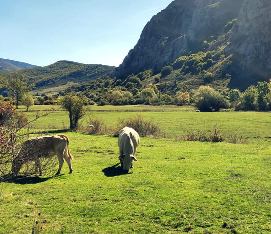 La Junta anuncia una inversión de 577.000 € para recuperar pastizales en la Montaña Palentina