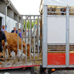 Paso atrás de la Junta en su autorización de movimiento de ganado bovino tras la intervención ministerial