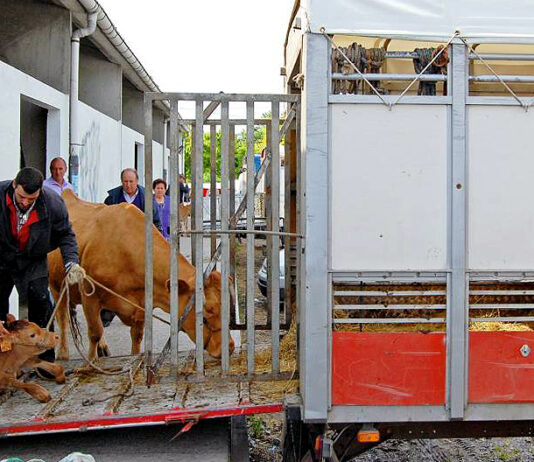 Paso atrás de la Junta en su autorización de movimiento de ganado bovino tras la intervención ministerial