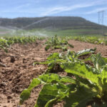 Viñalta acoge la mañana del martes 5 de marzo una jornada sobre la tecnología en los cultivos de regadío