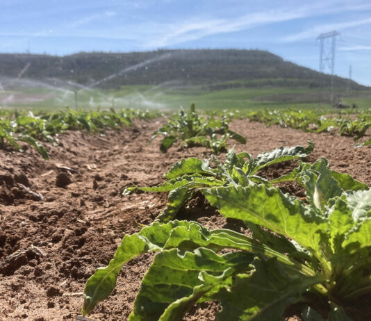 Viñalta acoge la mañana del martes 5 de marzo una jornada sobre la tecnología en los cultivos de regadío