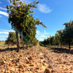La Junta permite alegar «fuerza mayor a causa de la sequía» en la reestructuración de viñedo