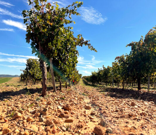 La Junta permite alegar «fuerza mayor a causa de la sequía» en la reestructuración de viñedo