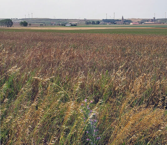 Agroseguro ya ha pagado más de 200 millones por siniestros en cereal de invierno, leguminosas y colza