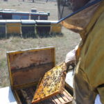 La Junta publica los beneficiarios de ayudas al sector apícola por la sequía y la guerra en Ucrania