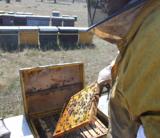 La Junta publica los beneficiarios de ayudas al sector apícola por la sequía y la guerra en Ucrania