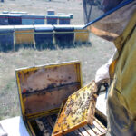 La ayuda de la Junta a las explotaciones apícolas de Castilla y León puede solicitarse hasta el 11 de agosto