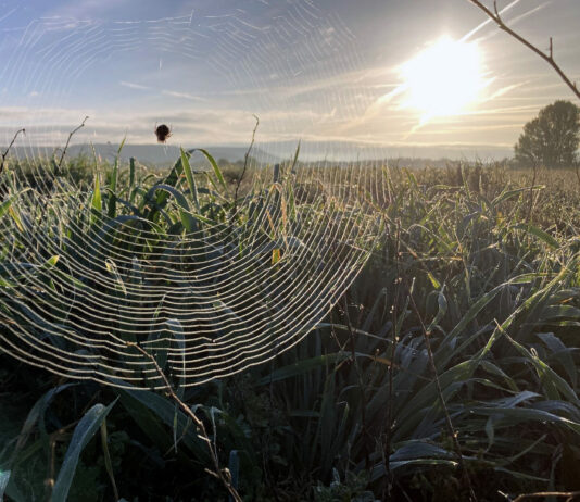 Asaja reclama a los ministros de Medio Ambiente de la UE que no legislen penalizando al sector agrario