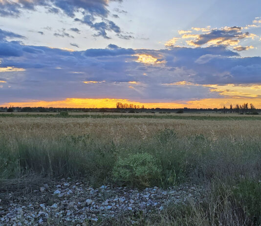 El campo palentino ha recibido 8,9 millones de euros en indemnizaciones de Agroseguro esta semana