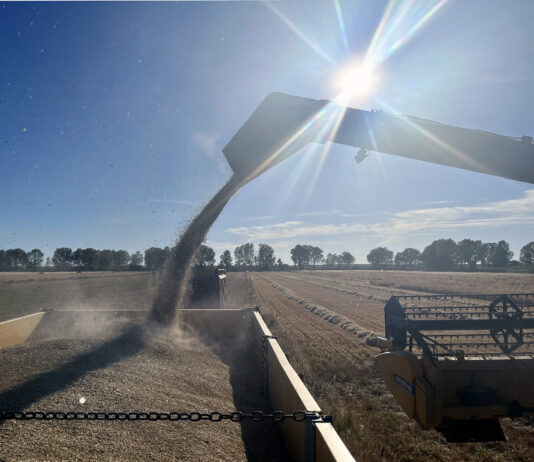 La lonja de León cotizará el cereal tres días a la semana por la gran variación actual en los mercados