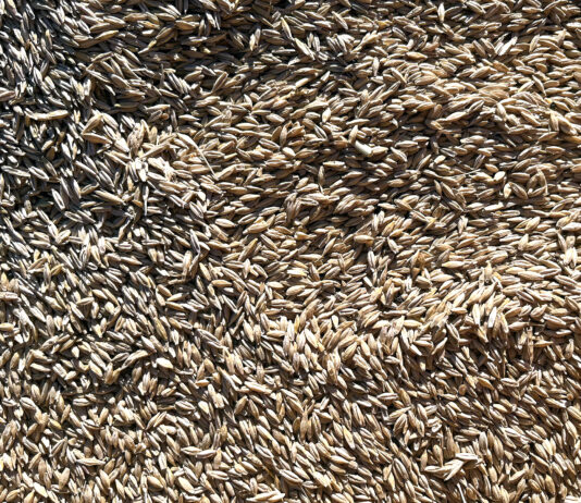 La cotización de cereal no varía en las dos sesiones de miércoles y viernes en la lonja de León