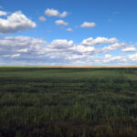 Fuerte caída en la Lonja de León de todo el grano, con depreciación ya de dos dígitos en apenas un trimestre