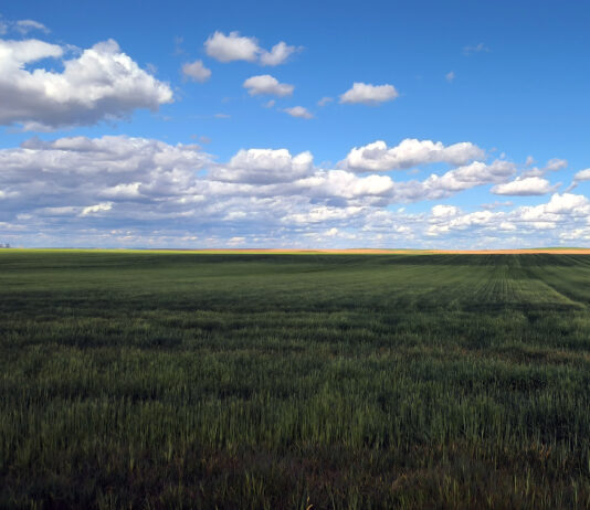 Fuerte caída en la Lonja de León de todo el grano, con depreciación ya de dos dígitos en apenas un trimestre