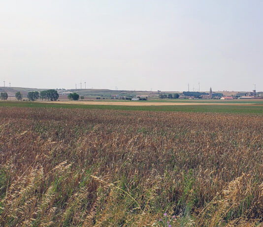 Agroseguro estima en más de 166.000 las hectáreas afectadas por la sequía en Palencia