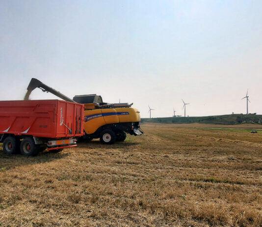 La Junta estima un rendimiento medio del cereal de invierno en Palencia de 2.348 kg/hectárea