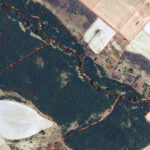 Las ayudas a la reforestación y las superficies forestales pueden pedirse hasta el 29 de septiembre