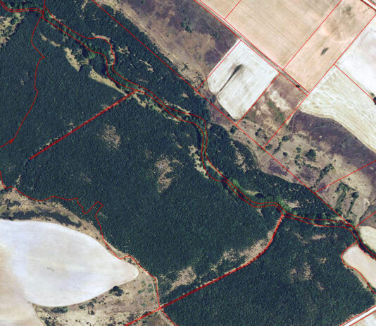 Las ayudas a la reforestación y las superficies forestales pueden pedirse hasta el 29 de septiembre