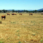 Unos 12.700 ganaderos de Castilla y León recibirán este mes la ayuda del Ministerio por la sequía