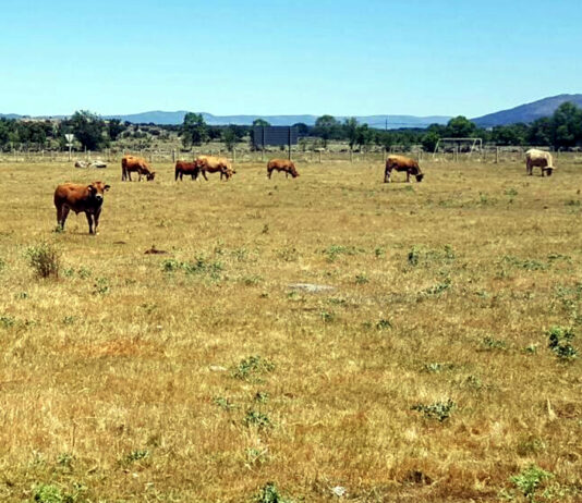 Unos 12.700 ganaderos de Castilla y León recibirán este mes la ayuda del Ministerio por la sequía