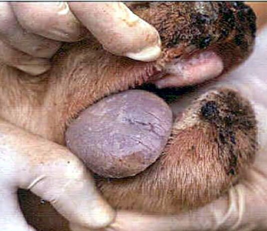 La Junta aclara diversas cuestiones sobre la vacunación contra la enfermedad de la lengua azul