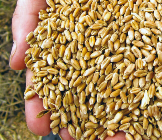 La espiral bajista del cereal no amaina y la tonelada de trigo ya cotiza en León por debajo de los 200 euros