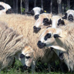 Las ayudas a la cría e inscripción de razas puras pueden solicitarse hasta el 28 de agosto