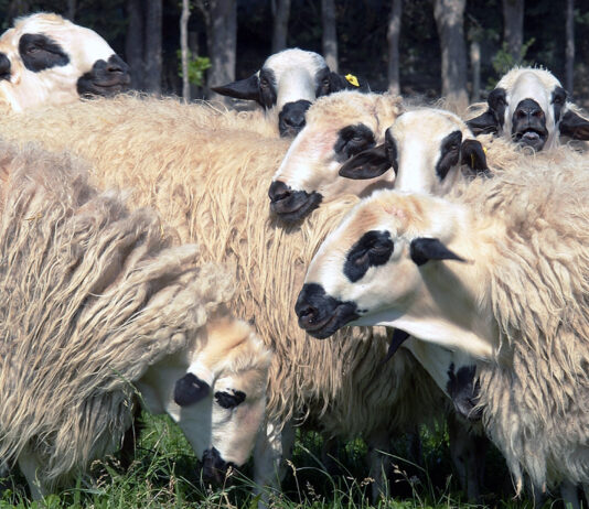 Las ayudas a la cría e inscripción de razas puras pueden solicitarse hasta el 28 de agosto